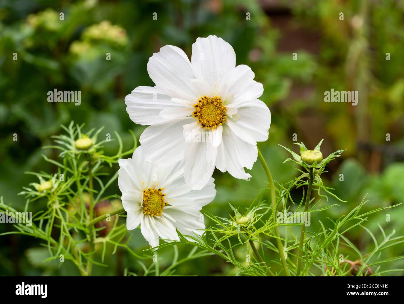 Nahaufnahme von zwei weißen Blüten von Cosmos bipinnatus `'Sea Shells` gemischt. Federleichtes grünes Laub und weiße Blüten nach Regen. Stockfoto
